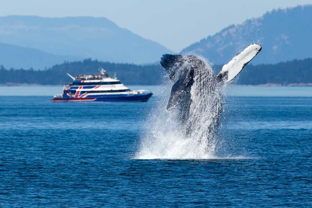 Watch whales breach, splash and play in their natural habitat on a whale watching excursion. Credit: Ron Norwood
