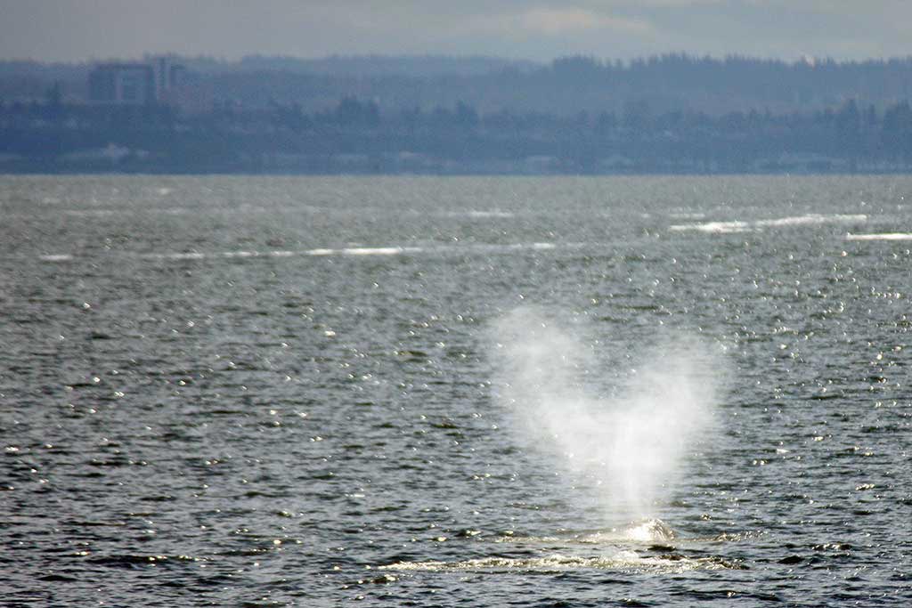With two blowholes, gray whales often produce blow in the shape of a heart. Photo: Justine Buckmaster / Clipper Vacations Naturalist