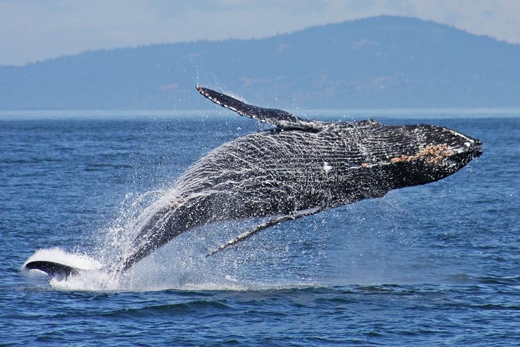 A humpback bursts out of the water.