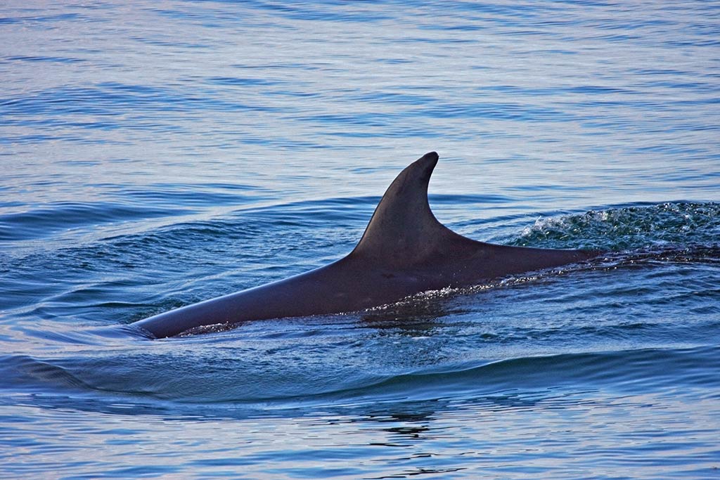 Watch the minke's small dorsal fin as they cruise through the water.