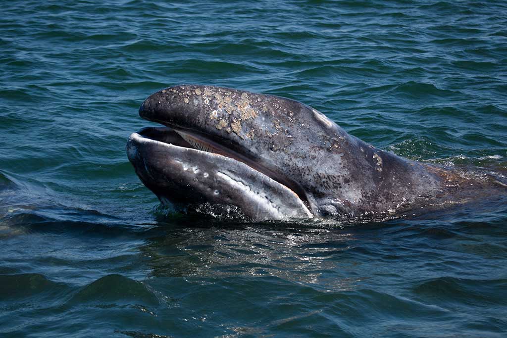 A gray whale peeks out of the water to get a look at it's surroundings.