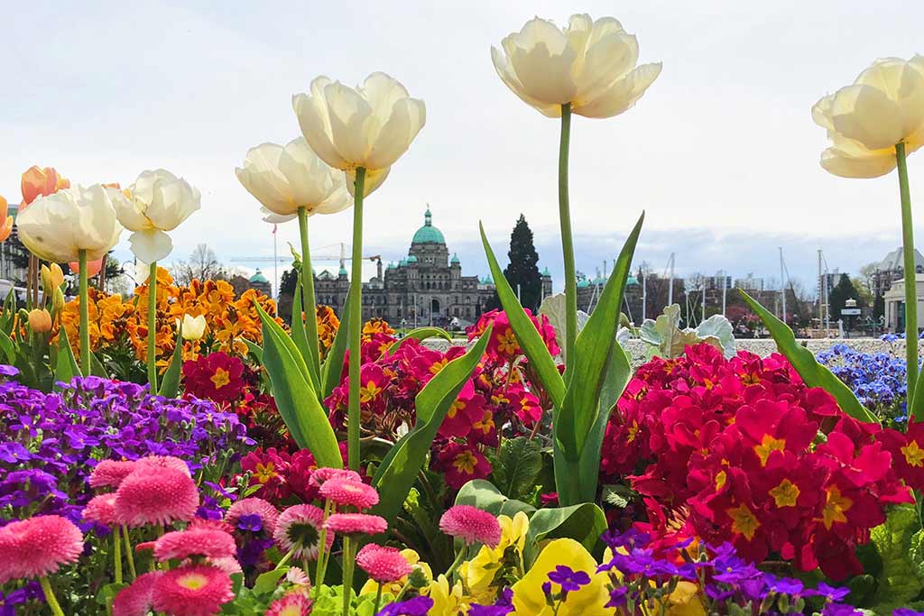 Flowers burst to life on nearly every street corner in Victoria, BC. Credit: Scott Meis