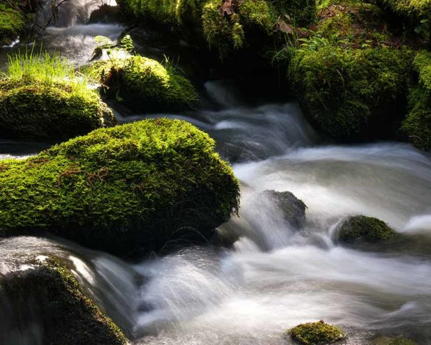 Trickling streams add a sense of calm to the lush Gowlland Tod Park. Credit: Dale Simonson