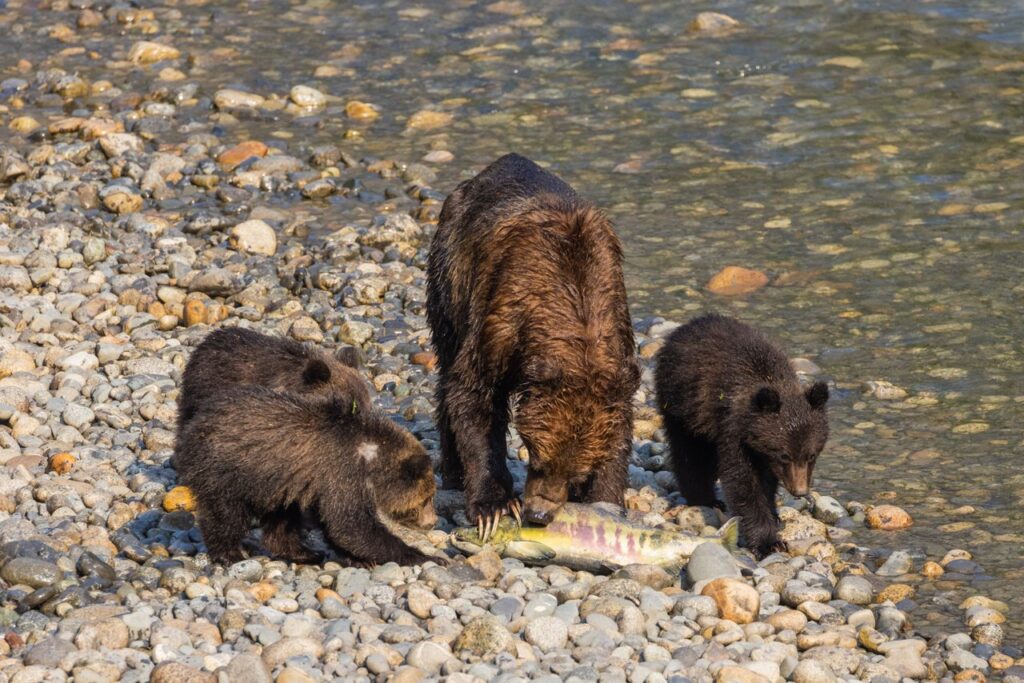 Bear Family with a Fish