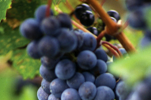 Willamette Wine Country Tour
