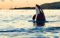 San Juan Islands Vacations