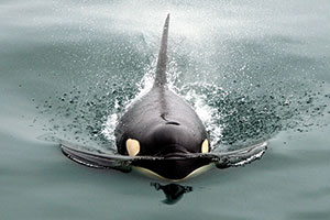 San Juan Islands Packages