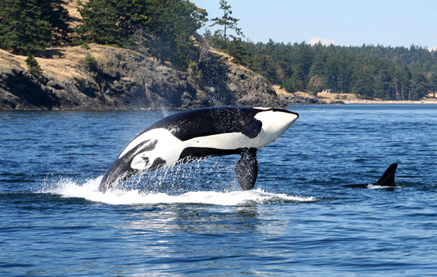 Whale Watching Tours Whidbey Island Wa Whale Watching Tours Whidbey Island Wa
