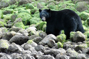 Quadra Island Overnight with Whale Watching & Wildlife Tour Quadra Island Overnight with Whale Watching & Wildlife Tour