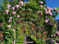 Butchart Gardens Tour