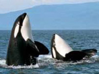 Orca in the San Juans