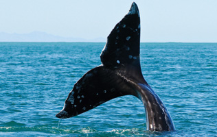 Gray Whale