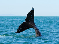 Gray Whale Watching