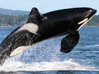 Orca Whale