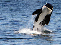Victoria Whale Watching Tour