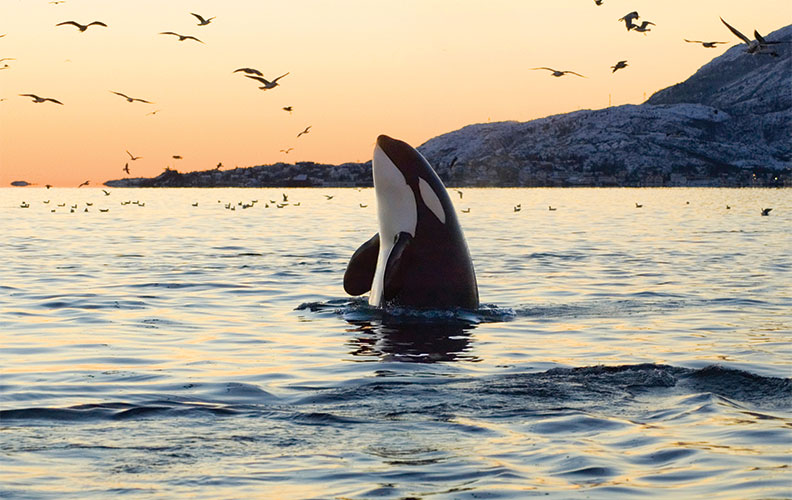 Killer whales are so smart they can learn to speak "dolphin"