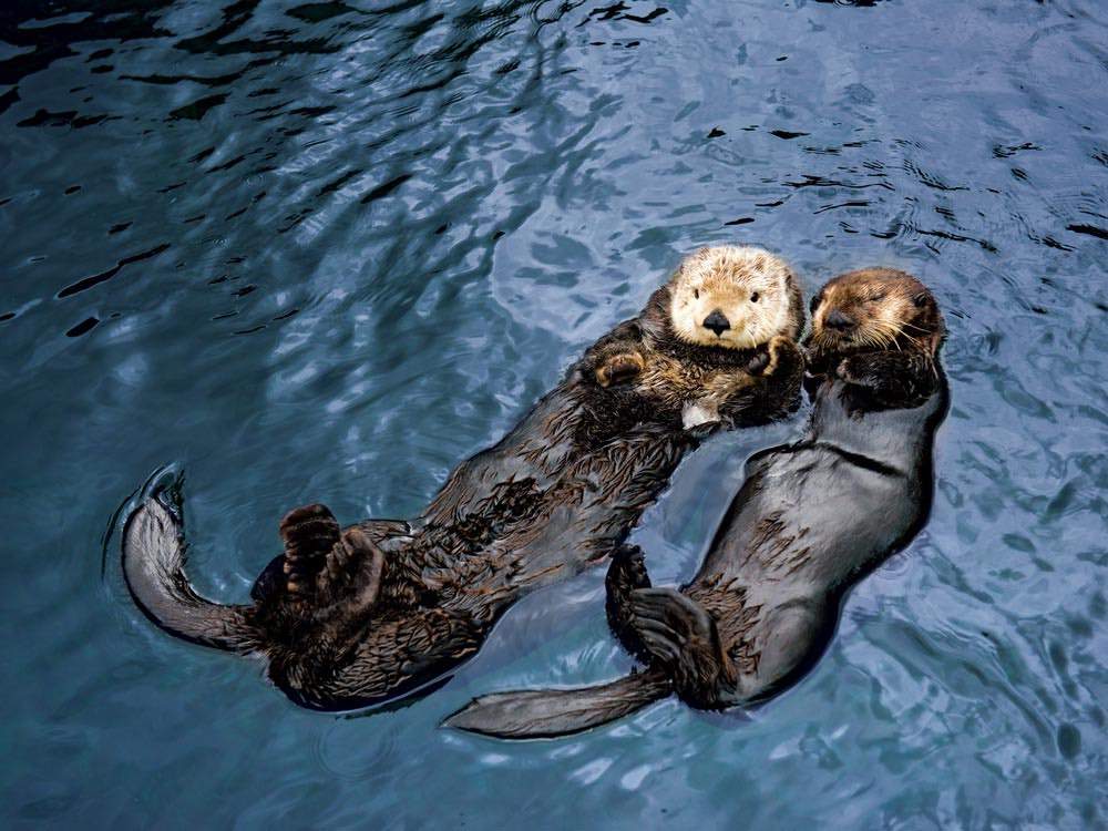 Two otters cuddle at the Vancouver Aquarium.