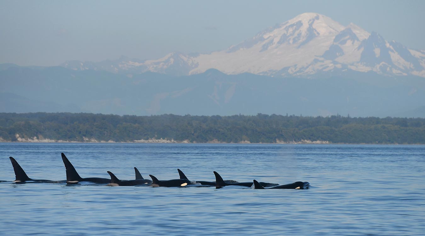 Seattle Tours and Day Trips Clipper Vacations