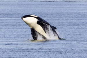 Photo of an orca whale
