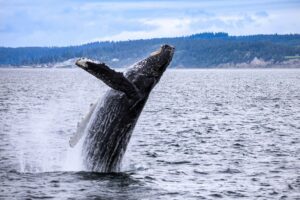 Photo of a whale