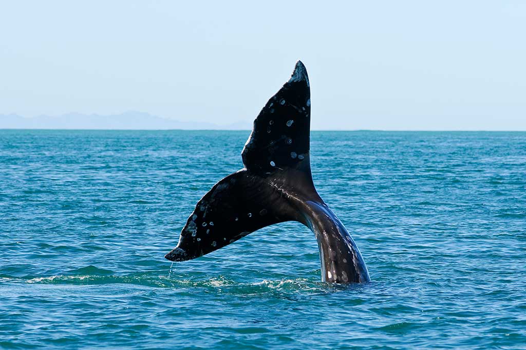 gray whale