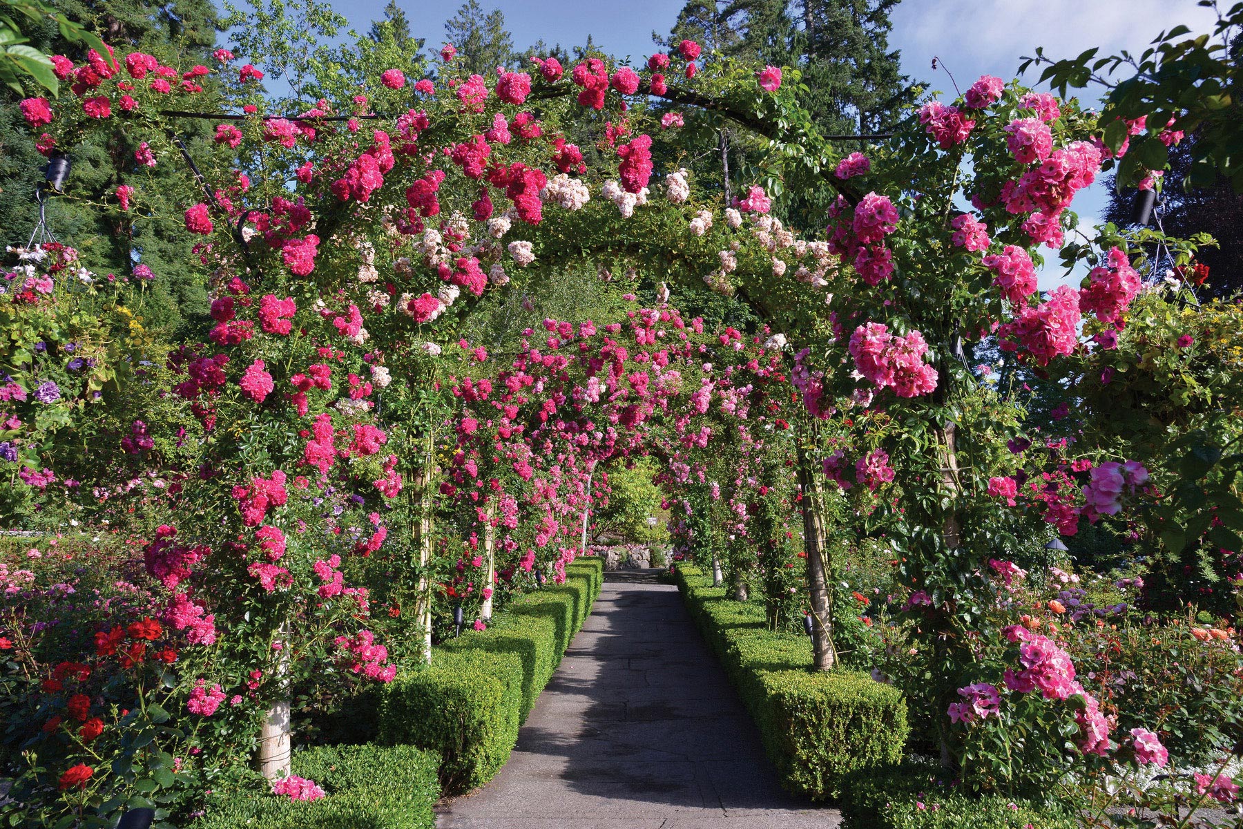 В сад роз 38. Butchart Gardens, Канада розарий. Сады Бутчартов в Канаде розарий. Сад Бутчартов в Канаде розовый сад.