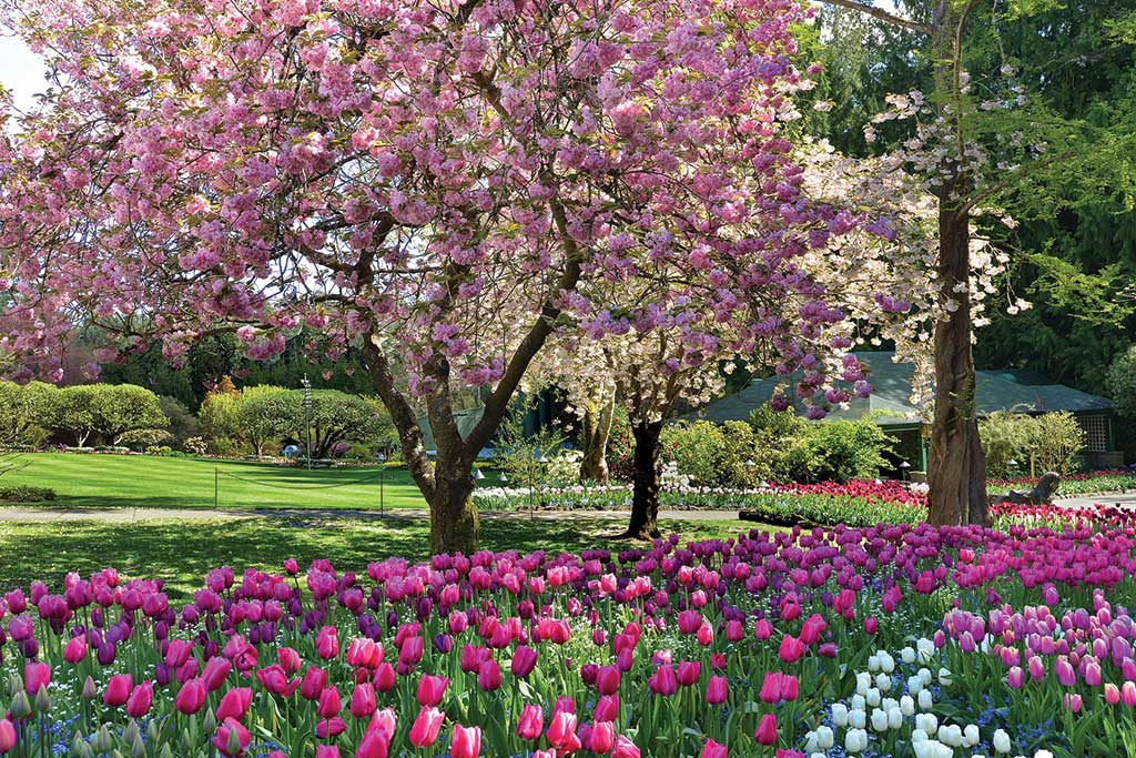 Vibrant flowers fill every nook and cranny of The Butchart Gardens. Photo; The Butchart Gardens