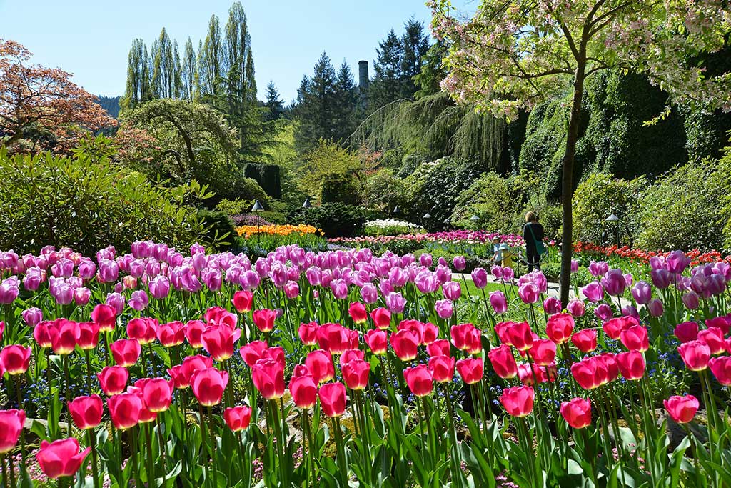 Rows of vibrant tulips fill every nook and cranny of The Butchart Gardens each spring. Photo: The Butchart Gardens