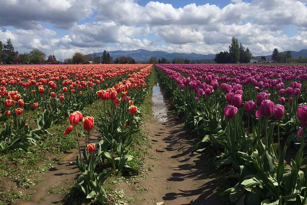 5 Ideas for an Epic Spring Escape to Seattle Clipper Vacations Magazine