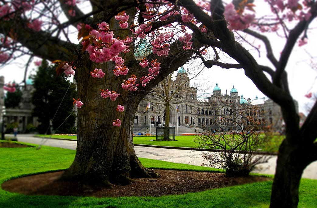 Victoria, BC Parliament Buildings in spring