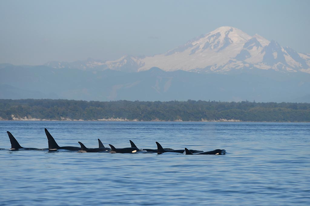 Catch sight of mammal-eating Transient orca whales such as T137 and T046 as they cruise by Mt. Baker. Credit: Gary Sutton