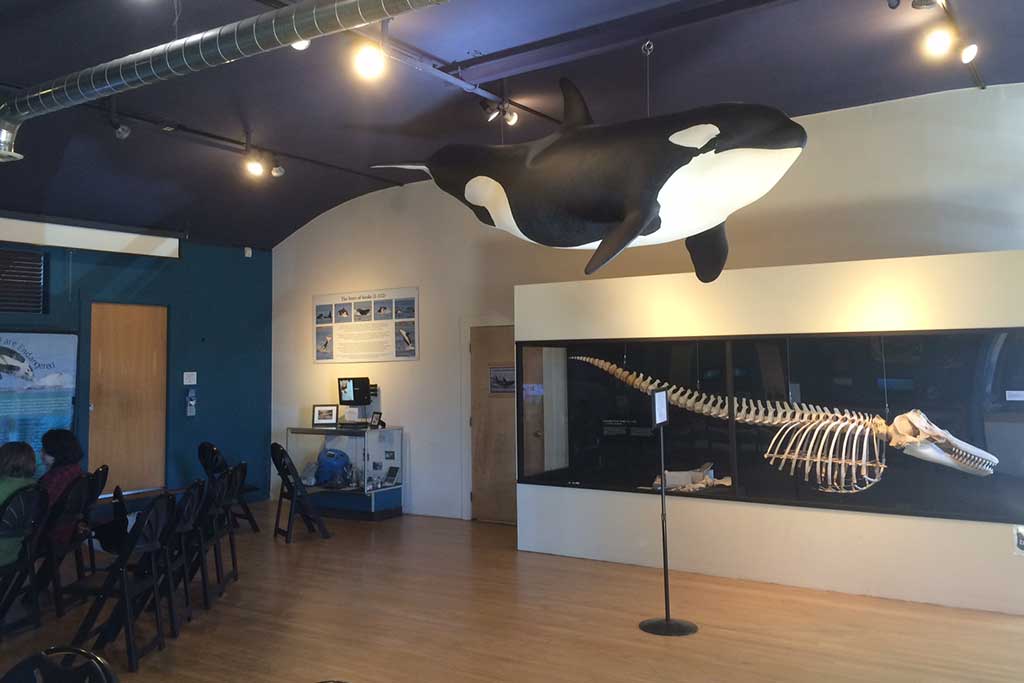 Discover full-size skeletons of whales and other sealife at the Whale Museum. Credit: Scott Meis
