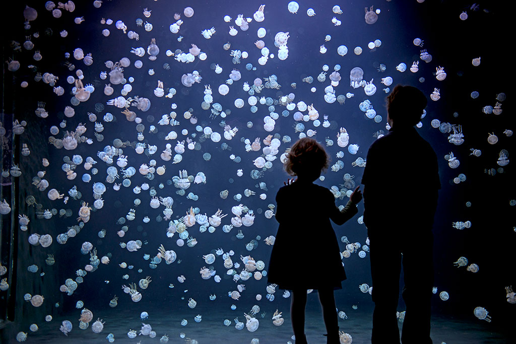 Hundreds of spotted jellyfish gracefully float around their tank. Credit: The Vancouver Aquarium