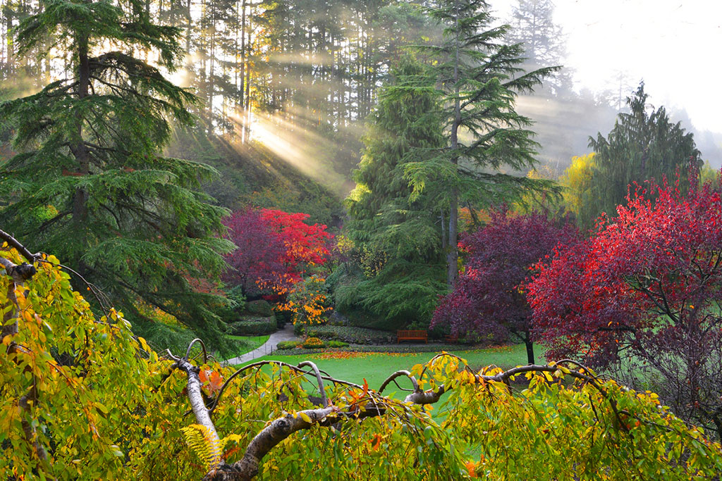 Above: Sunlight streams into the Sunken Gardens. Credit: The Butchart Gardens. Below: Beacon Hill Park. Credit: Keith Boone. Fall leaves, Credit: Scott Meis; Japanese Gardens. Credit: The Butchart Gardens.