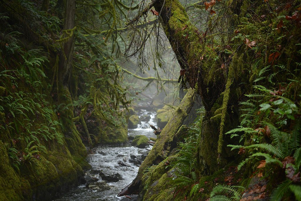 Cool waters rush underfoot as you make your way toward Goldstream’s epic Niagara Falls. Credit: Gpoo