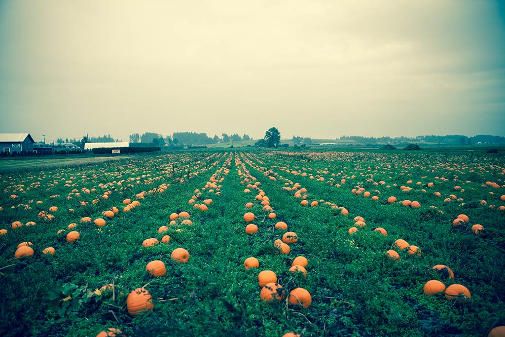 Peruse the massive pumpkin patch for the perfect pick to bring home. Credit: Tourism Victoria