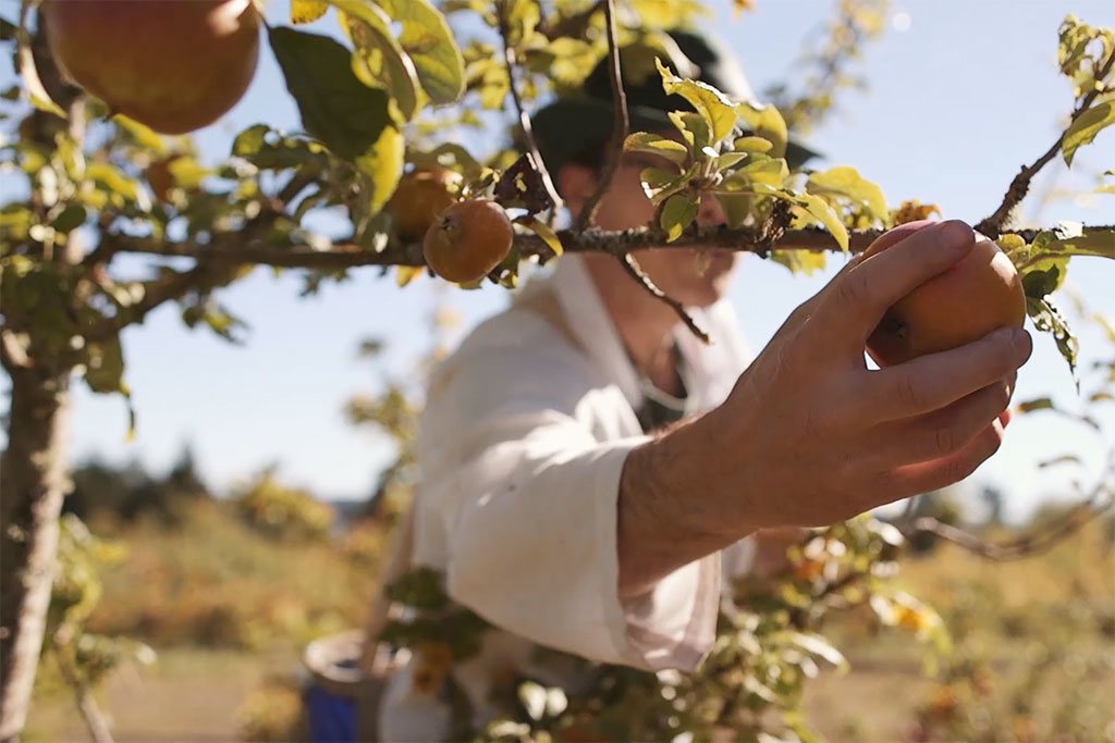 Explore Sea Cider’s stunning orchard during the fall harvest festival.