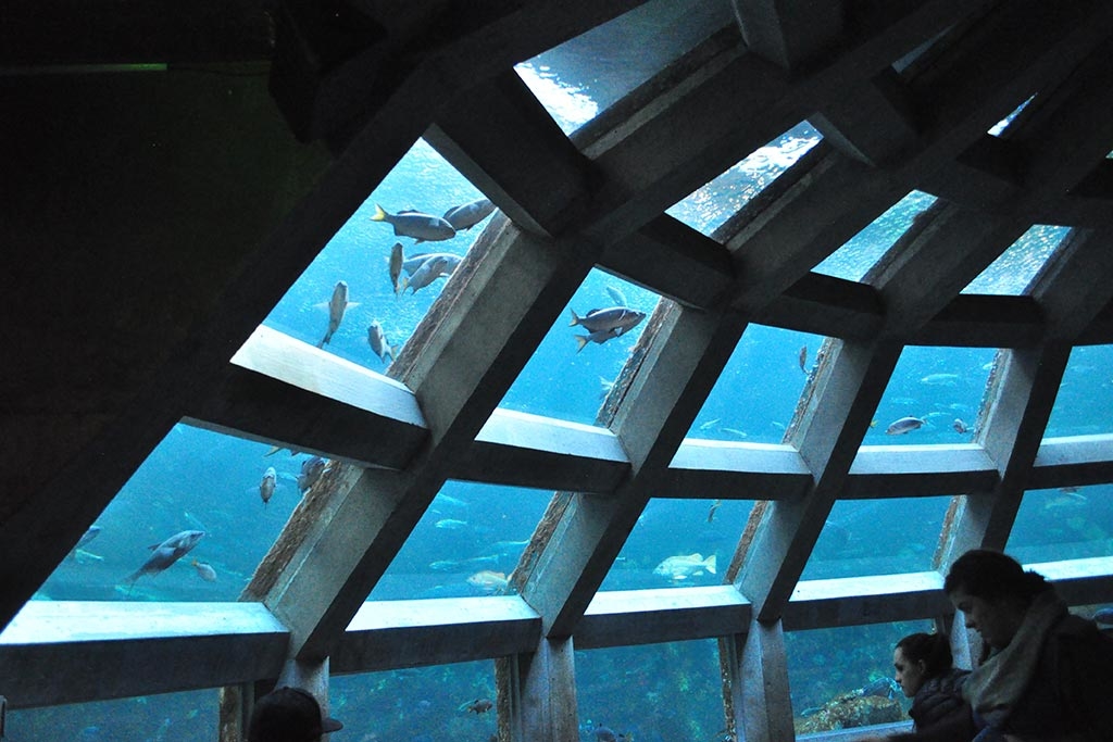 The 360-degree underwater dome at the Seattle Aquarium puts viewers inside a 400,000-gallon tank filled with hundreds of fish! Photo Joe Mabel