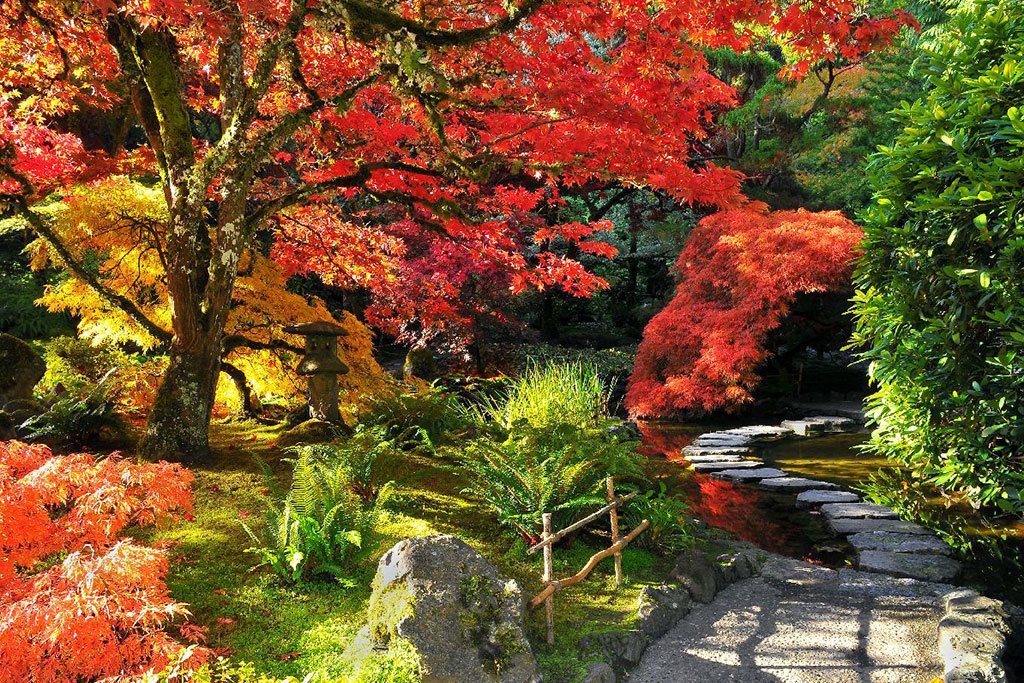 Come fall, Butcharts’ Japanese Garden is one of the most colorful places in Victoria to visit. Credit: The Butchart Gardens