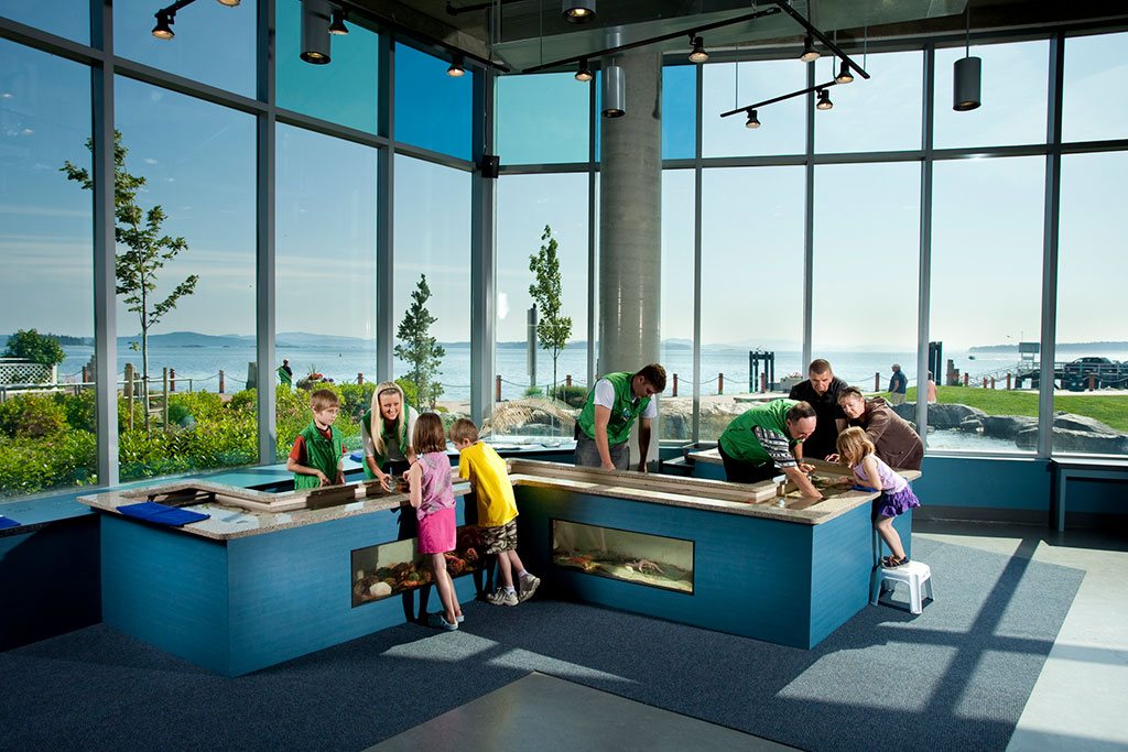 Slippery anemones and bumpy sea stars at the touch pools at the Shaw Centre for the Salish Sea will keep the kids enthused for hours. Photo: Shaw Centre for the Salish Sea