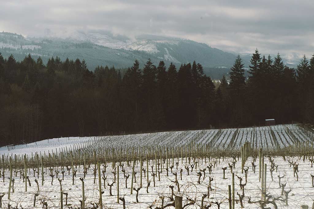 Blue Grouse’s oldest vines are found closest to the tasting room while the newer vines lie to the west of the property. Credit: Nick Bentley