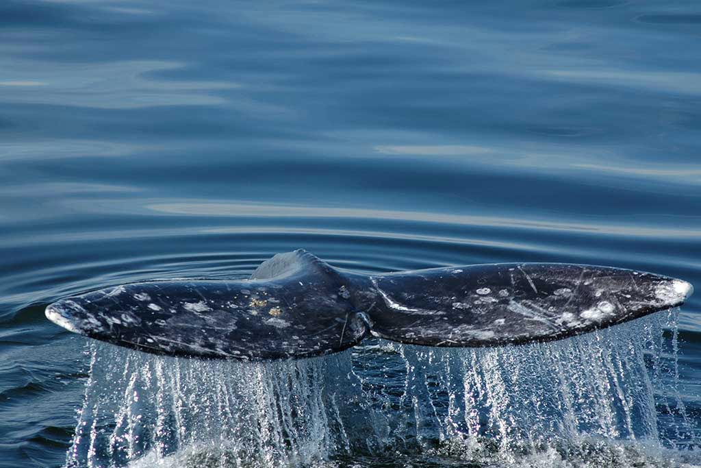 Фото переводчик кита. Гренландский кит. Гренландский кит фонтан. Серый кит в Арктике. Горбатый кит.
