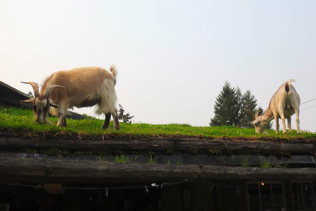 Coomb's adorable goats pay their dues by keeping the market roof well-groomed.