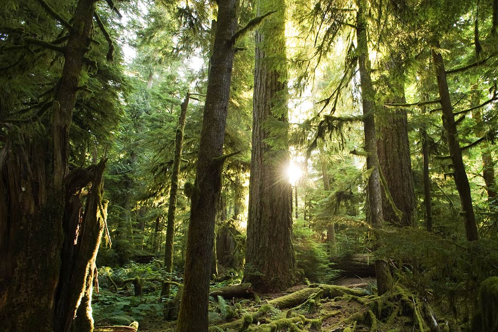 Spring rays add a magical glow to the enchanting Cathedral Grove. Credit: Sang Trinh