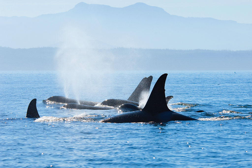 A pod of orcas splash and play as they cruise through the Salish Sea.