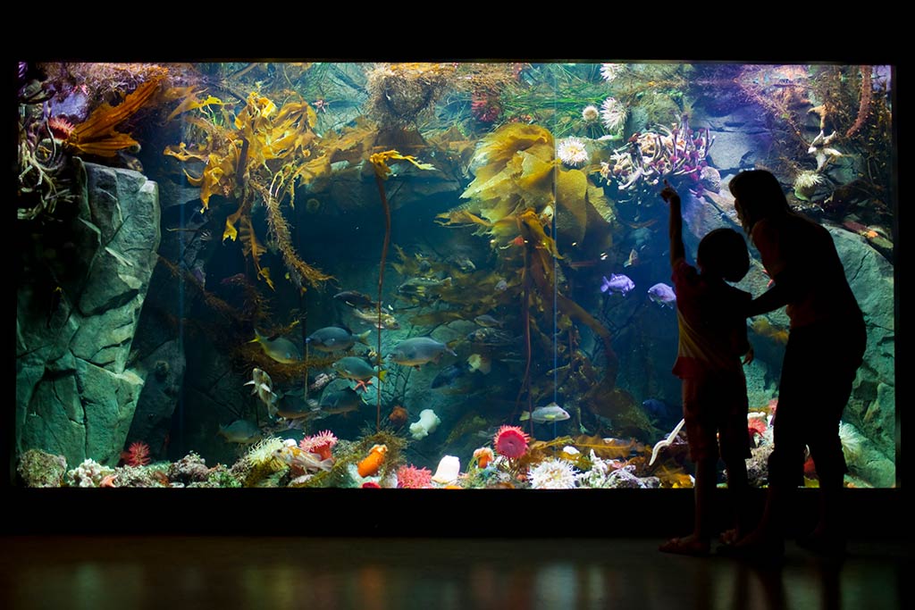 Brightly colored anemones and a variety of fish at the Shaw Centre for the Salish Sea will keep the kids enthused for hours. Photo: Shaw Centre for the Salish Sea
