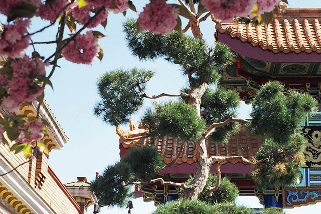 Cotton-candy like cherry blossoms create an additional pop of color against the intricately decorated Gate of Harmonious Interest.