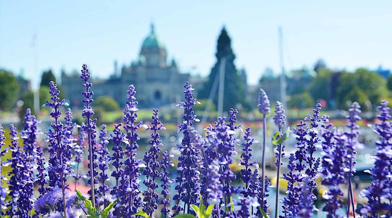 50 Things to Do in Victoria, BC This Spring Clipper Vacations