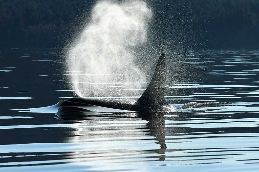 L pod's Onyx lets out a burst of blow as he comes to the water's surface. Credit: Gary Sutton