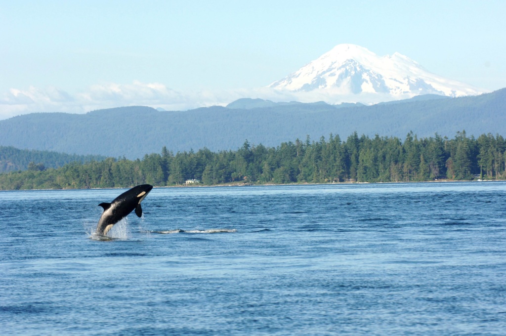 The Ultimate Guide to Seattle Whale Watching Season | Clipper Vacations
